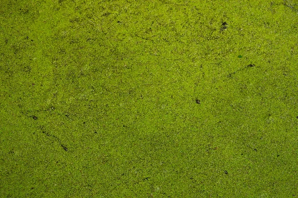 Superficie Pasto Lago Forestal Ucrania Fondo Verde Natural Copiar Espacio —  Fotos de Stock