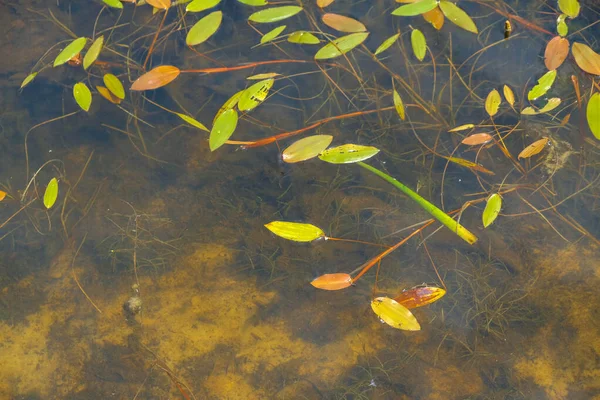 Dasar Kolam Berpasir Dengan Tanaman Air Ukraina Potamogeton Nodosus Loddon — Stok Foto