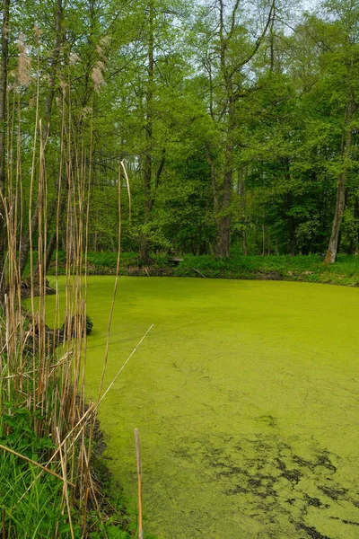 Duckweed Lago Del Bosque Una Mañana Soleada Ucrania Tierras Caza —  Fotos de Stock