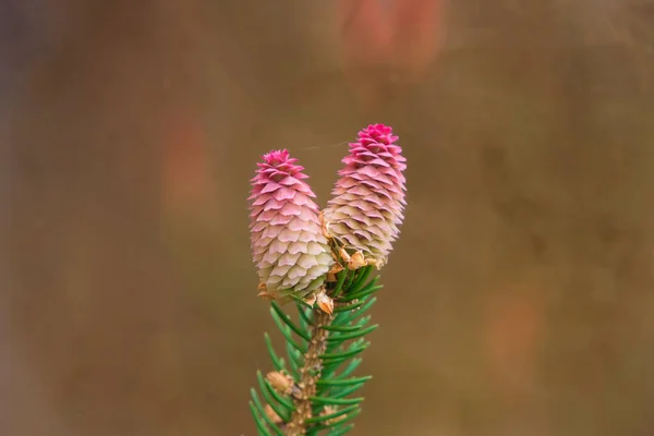 Branch Two New Red Spruce Cones Background Copper Plate Reflection — Stock Photo, Image