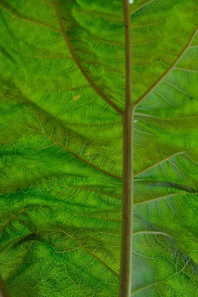 ルバーブの葉の構造と質感 葉は太陽に対して 主な静脈と静脈の分岐 垂直画像 — ストック写真