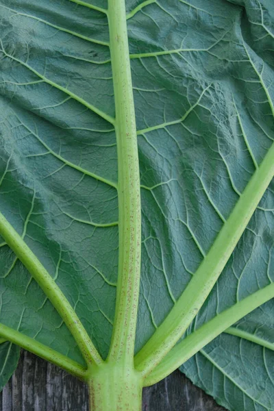 Branching Veins Main Stem Rhubarb Leaf Vertical Image — Stock Photo, Image