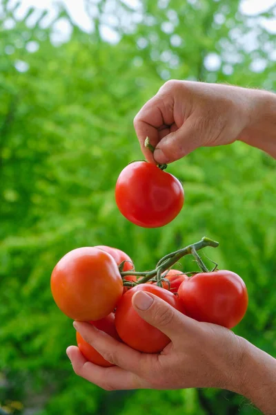 Ramo Tomates Vermelhos Frescos Nas Mãos Agricultor Fundo Jardim Verde — Fotografia de Stock