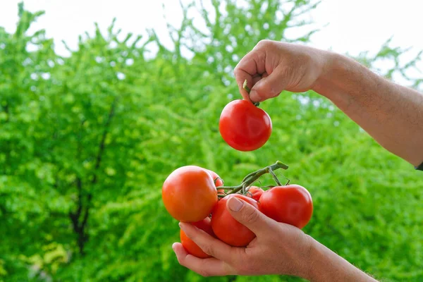 Ramo Tomates Vermelhos Frescos Nas Mãos Agricultor Fundo Jardim Verde — Fotografia de Stock