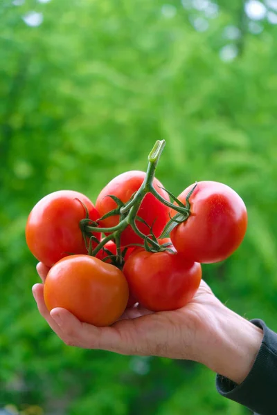 Ramo Tomates Vermelhos Frescos Palma Mão Agricultor Fundo Verde Natural — Fotografia de Stock