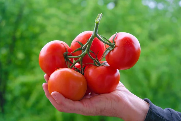 Ramo Tomates Vermelhos Frescos Palma Mão Agricultor Fundo Verde Natural — Fotografia de Stock