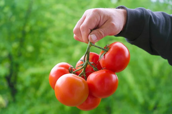 Mão Agricultor Segurando Tomates Vermelhos Frescos Fundo Desfocado Verde Ucrânia — Fotografia de Stock