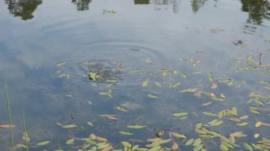  Çiftleşme mevsiminde bir gölette yeşil kurbağalar (Pelophylax derssonae). Gölet suyu yüzeyinde Potamogeton nodosus bitkisinin yaprakları var..