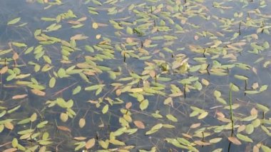 Çiftleşme mevsiminde bir gölette yeşil kurbağalar (Pelophylax derssonae). Göletin erkeği yeşil kurbağa, rezonatörlerin yardımıyla bir düğün şarkısı söyler..