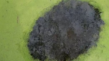  Yeşil ördek otunun kenarlardan merkeze doğru sudaki meditasyon hareketi. Su yüzeyinin yavaş yavaş daralması. Yeşil arka plan. Meditasyon görüntüsü.