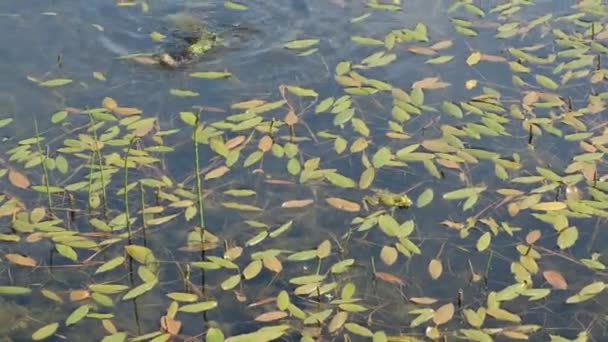 繁殖期には池に緑のカエル Pelophylax Lessonae 池の緑のカエルの男性は共鳴装置の助けを借りて結婚式の歌を演奏します — ストック動画