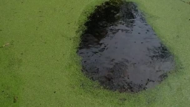 エッジから中央に水に緑のダックウィードの瞑想的な動き 水面の徐々に引き締まり 緑の背景 瞑想的なイメージ — ストック動画