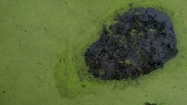 Movimento Meditativo Ervas Daninhas Verdes Água Das Bordas Para Centro — Vídeo de Stock