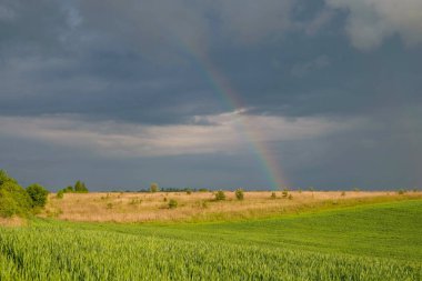 Baharda Ukrayna 'da bir buğday tarlasında gökkuşağı. Boşluğu kopyala.