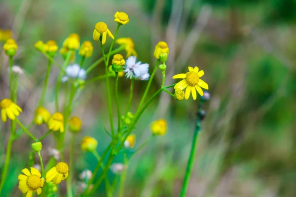 Pequena Flor Selvagem Amarela Fundo Borrado Outras Flores Foco Seletivo — Fotografia de Stock