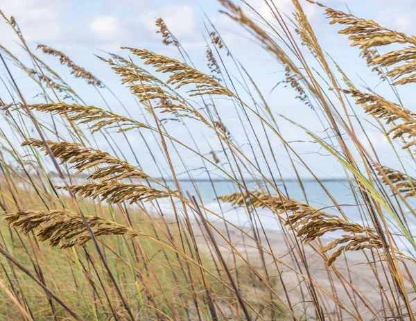 Hohes grünes Gras auf den Dünen des Ozeans — Stockfoto