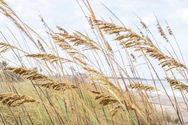 Hohes grünes Gras auf den Dünen des Ozeans — Stockfoto