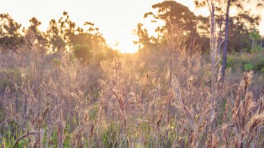 Gün Batımında Çayırda Uzun Çimen
