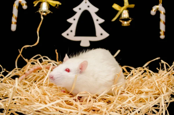 Roztomilý legrační bílá krysa sedět na seno s Novým rokem černé pozadí s vánoční stromeček a sladkosti, symbol nového roku 2020 — Stock fotografie