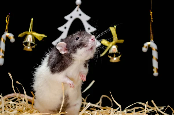 Aranyos fekete-fehér patkány ül széna újévi fekete háttér fa és édességek, szimbóluma az új év 2020 — Stock Fotó