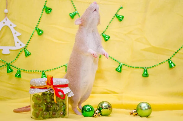 Белый крысиный думбо с милыми ушами стоять на ногах возле новогоднего подарка на желтом фоне с рождественским мячом, символ 2020 года — стоковое фото