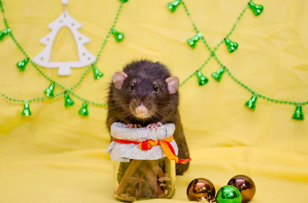 Černá roztomilá krysa s legrační uši sedí na Nový rok dárek sklenice na žlutém pozadí s vánoční stromeček, symbol roku 2020 — Stock fotografie