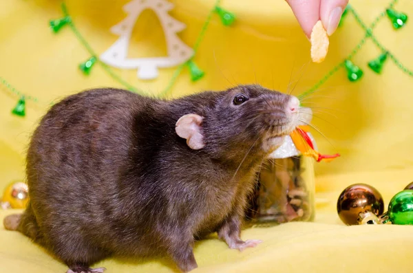 Чорний милий щур сидить на жовтому фоні Нового року з різдвяними дзвонами, намагаючись з'їсти їжу, символ 2020 року. — стокове фото