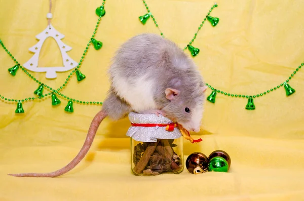 Длинноволосый пламя дамбо-серый милый крыса сидит на новогодний подарок банка на желтом фоне, символ 2020 года — стоковое фото