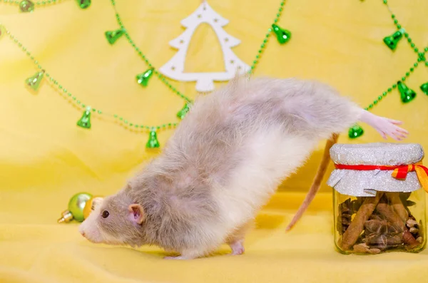 Långhår dumbo grå råtta sträcker sig nära gåva burk, som om göra gymnastik eller yoga, på gul bakgrund, symbol för 2020 — Stockfoto