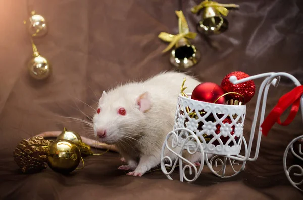 Bílá albínská krysa s červenýma očima sedí v blízkosti kola s červenými kuličkami a stuhou, v novoroční dekoraci, na hnědém pozadí — Stock fotografie