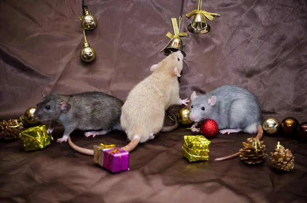 Hejno tří krys, šedé, bílé a černé ve vánočních dekoracích, na hnědém pozadí s kopírkou na přání — Stock fotografie