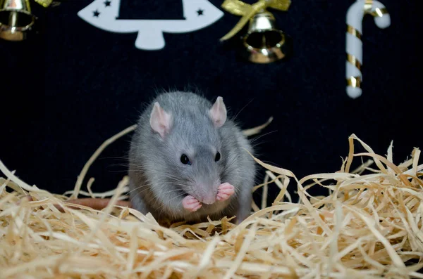 Şirin gri sıçan samanlıkta oturuyor. Yılbaşı ağacı ve şekerlerle siyah arka plan, 2020 'nin sembolü.