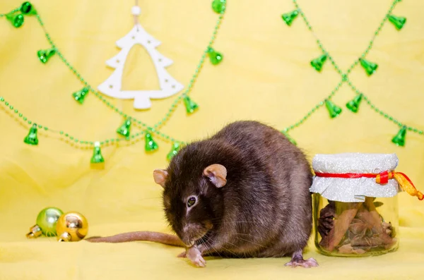 Černá roztomilá chlupatá krysa sedí na žlutém pozadí, pozadí pro pohlednice, symbol nového roku 2020 — Stock fotografie