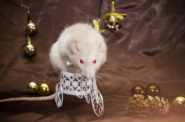 Bílá krysa s červenýma očima sedí na kole v novoroční dekorace s zvonky a míčky, na hnědém pozadí s copyspace — Stock fotografie