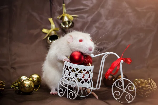 White rat sits on bicycle with red ball and ribbon, in New Year decorations, on brown background, copyspace for postcard