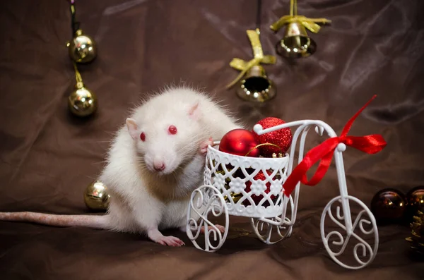 Bílá roztomilá krysa sedí v blízkosti kola s červenou koulí, v novoroční dekorace, na hnědém pozadí s copyspace pro pohlednici — Stock fotografie