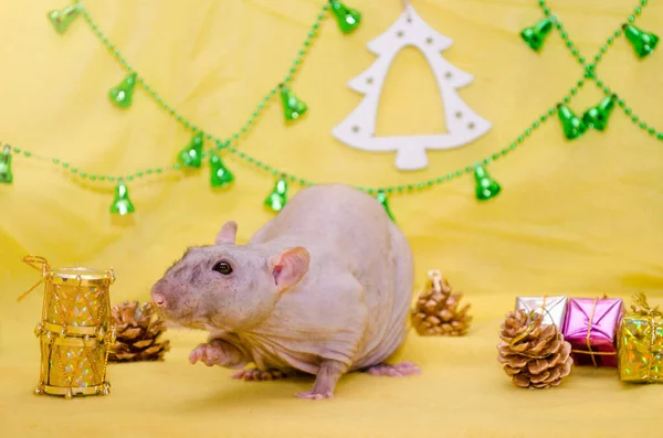 Plešatý šedý potkan sedí nedaleko Nového roku dárek na žlutém pozadí s vánočním stromečkem a zvonky, čichání bubnu, symbol roku 2020 — Stock fotografie