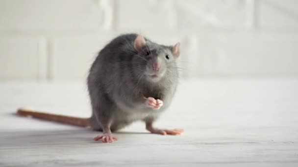 Gray Little Rat Sits Afraid White Floor Brick Wall Sniffs — Stock Video