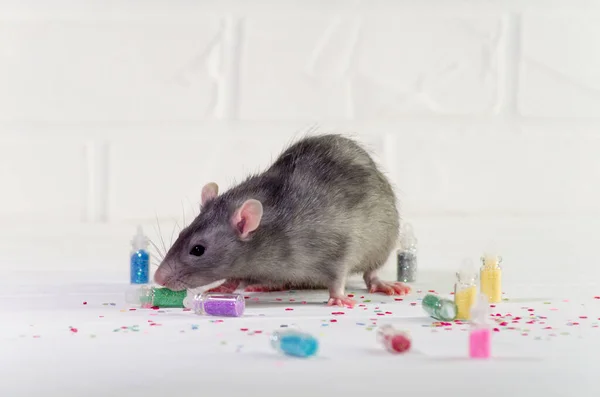 Grå råtta sitter på en vit bakgrund nära en flaska med glitter, ett koncept för nyår eller spik service, med copyspace — Stockfoto