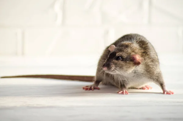 Γκρι μικρό ποντίκι dumbo κάθεται και φοβάται σε λευκό πάτωμα με έναν τοίχο από τούβλα, μυρίζει τον αέρα, σύμβολο του νέου έτους 2020 — Φωτογραφία Αρχείου