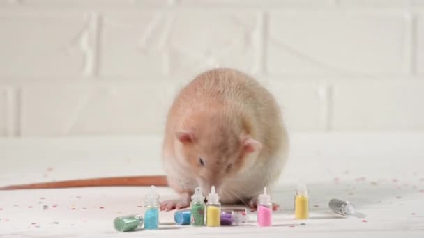 La rata de jengibre dambo se sienta en el suelo blanco entre las botellas y se lava. — Vídeo de stock