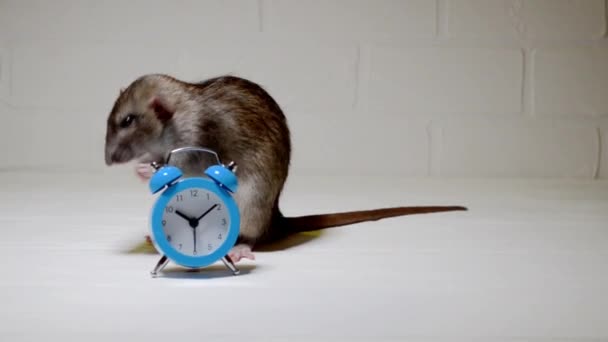 Gray rat sits on white floor with clock and washing. Concept of morning hygiene — Stock Video