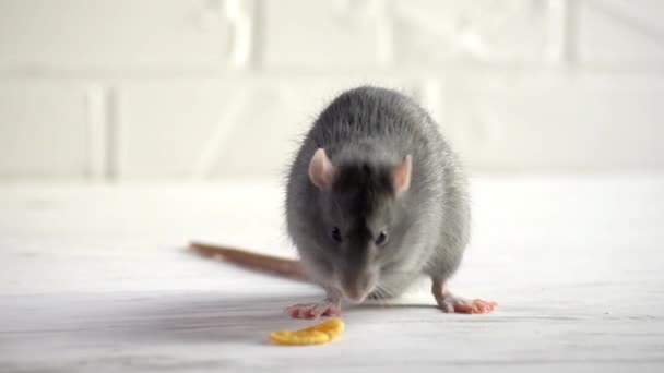 Gray rat zit op de witte vloer, zit op zijn kont en wast gezicht, snuiven lucht — Stockvideo