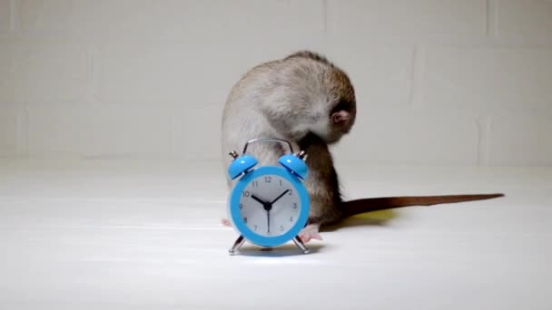 Šedá krysa sedí na bílé podlaze s modrými hodinami a umývá se. Pojetí hygieny — Stock video