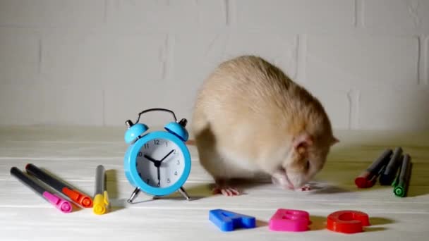 Bonito dumbo de rata marrón se sienta en el suelo blanco con reloj, bolígrafos, ABC. Concepto de estudio — Vídeo de stock