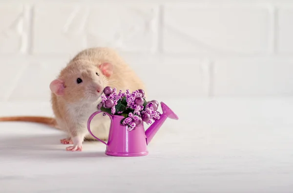 Dambo rata marrón claro con orejas divertidas se sienta sobre fondo blanco con flores púrpuras, concepto para la tarjeta de felicitación de primavera — Foto de Stock