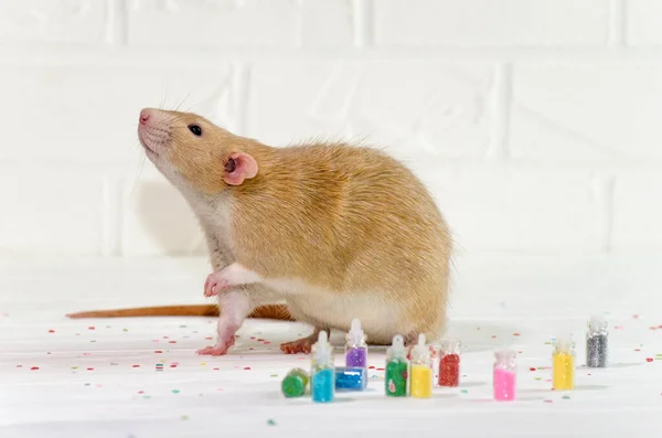 Rata de jengibre se sienta sobre un fondo blanco cerca de una botella con destellos, un concepto para el servicio de uñas o para la tarjeta de felicitación — Foto de Stock