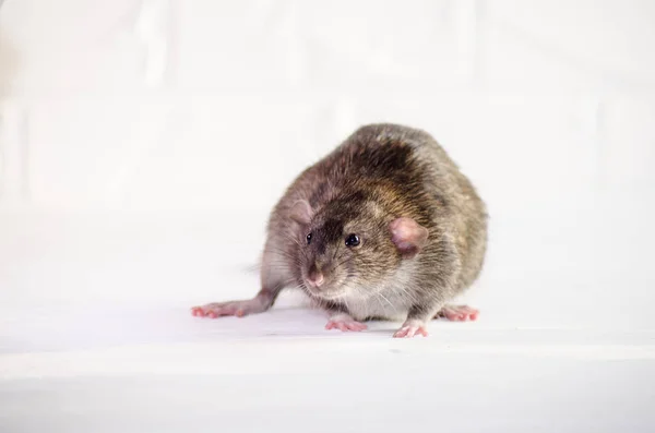 Gray little rat dumbo sits, afraid on white floor with a brick wall, sniffs the air, symbol of new year 2020 — Stock Photo, Image