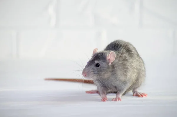 Gri küçük mavi ve gri sıçan oturur ve sola bakar tuğla duvarlı beyaz zeminde, 2020 yılının sembolü.