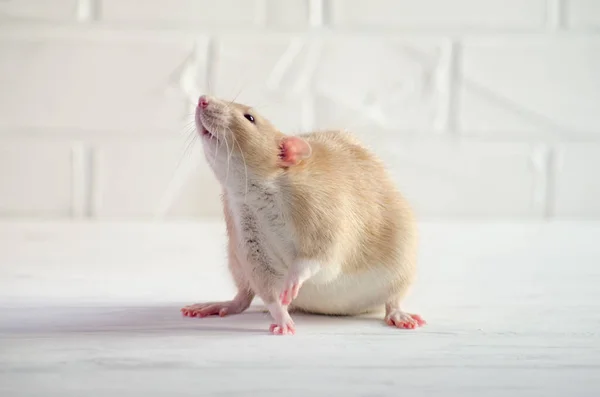 Pequeña rata de color marrón claro se sienta y huele aire en el suelo blanco con una pared de ladrillo, símbolo del nuevo año 2020 — Foto de Stock